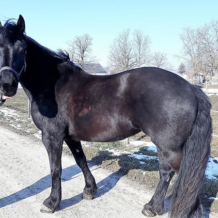 Hedervari Lovas Vendeghaz Экстерьер фото
